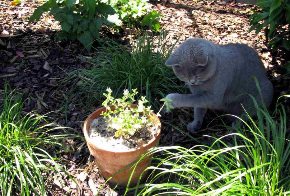 Котовник Блю драгон