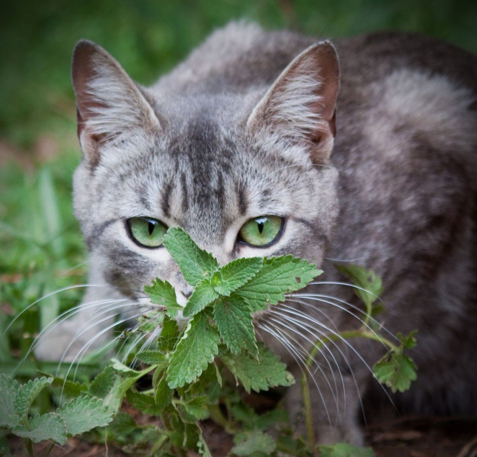 Котовник розовый макро