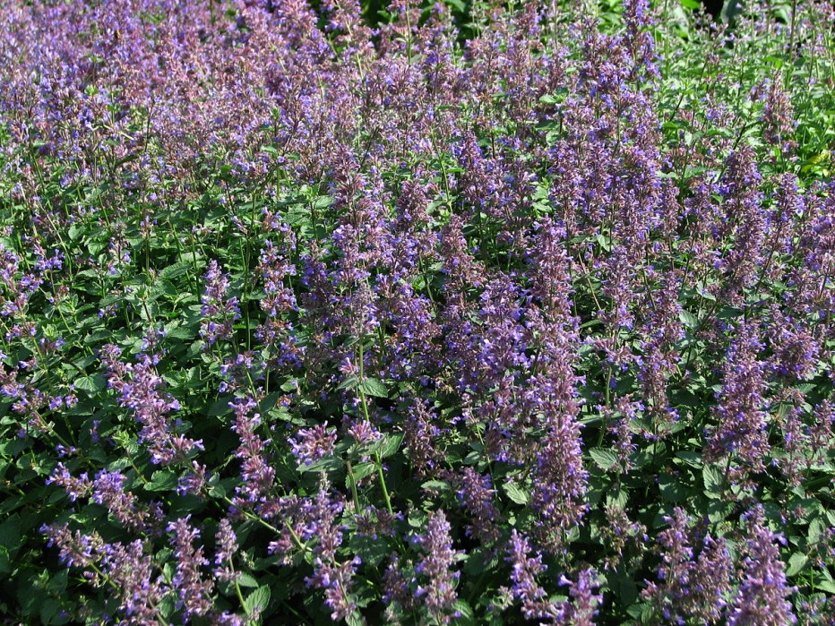 Котовник Фассена (Nepeta faassenii)