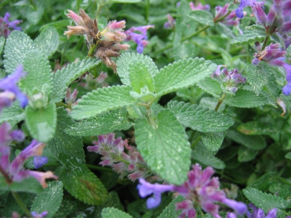 Котовник кошачий (Nepeta cataria)