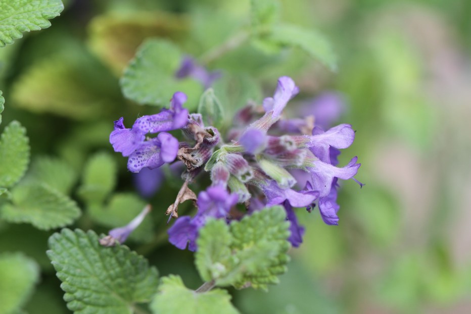 Котовник Nepeta purrsian Blue