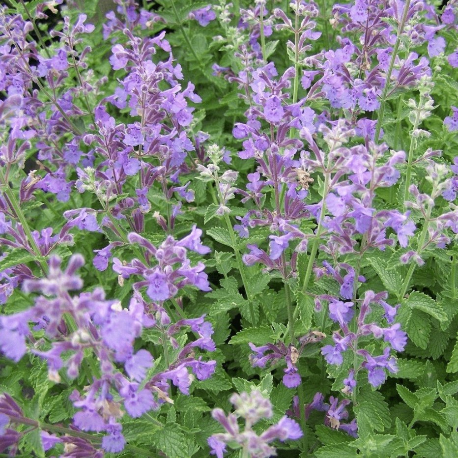 Котовник кошачий (Nepeta cataria)