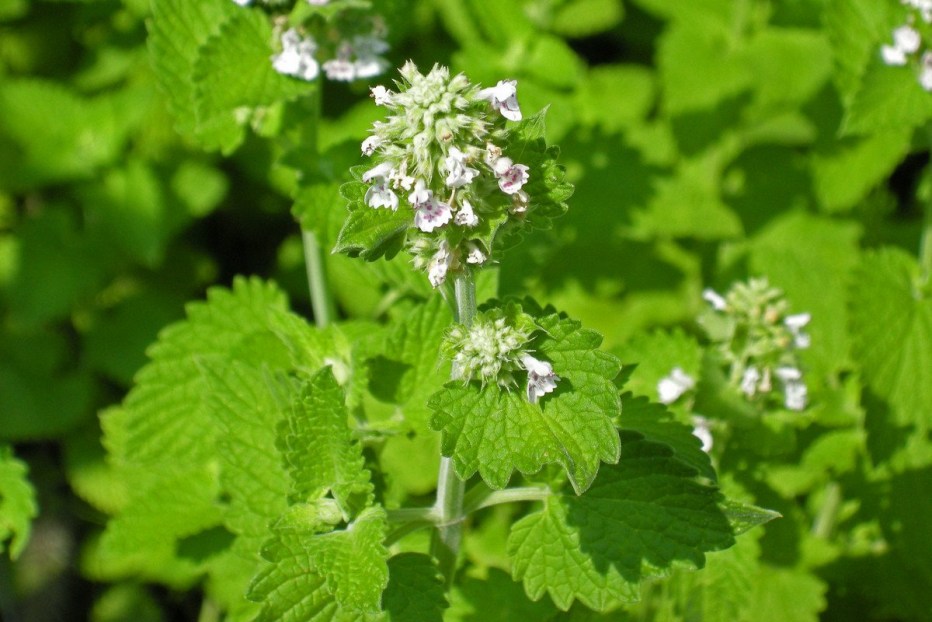 Котовник Муссини (Nepeta mussinij)