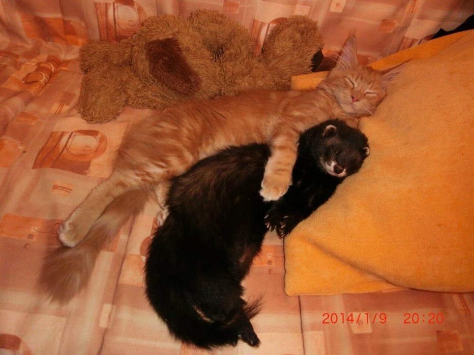Кошка ласкается