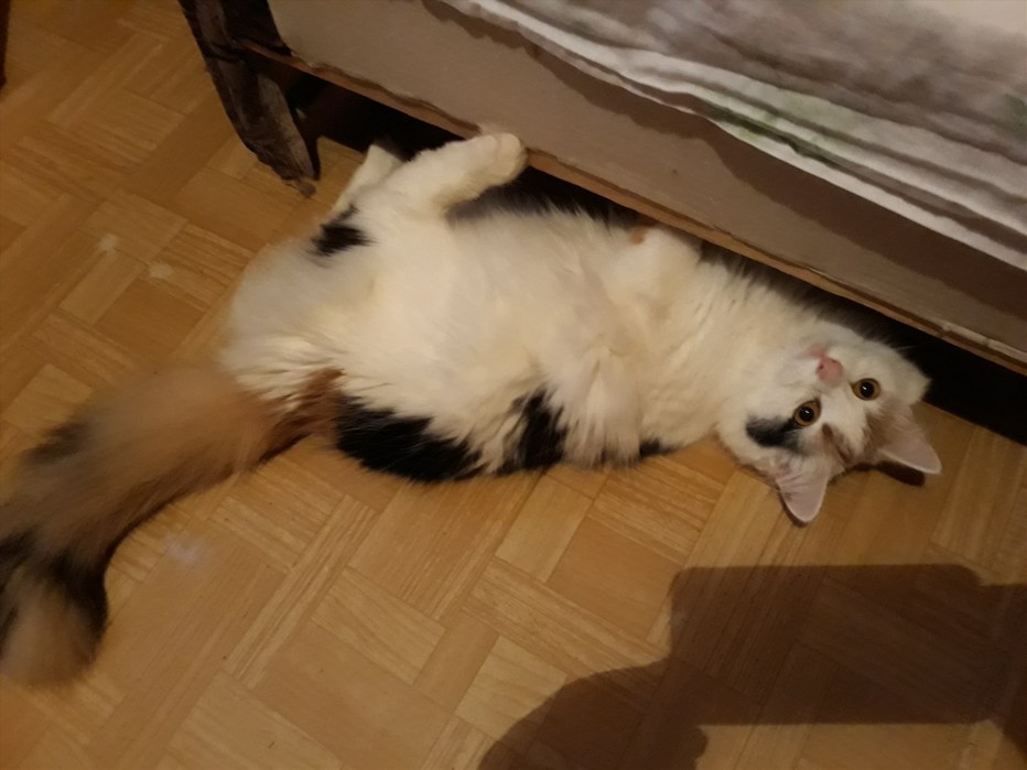 4х месячный котенок