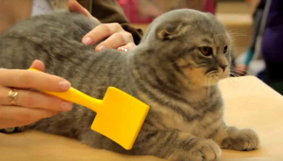 Кошка просит кота