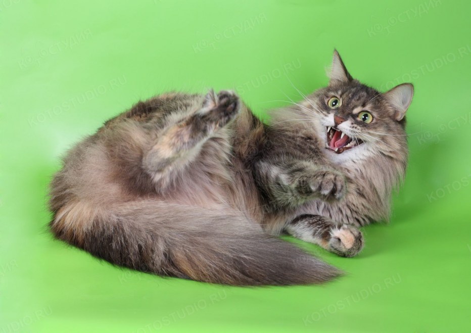 Кошка кормит котят