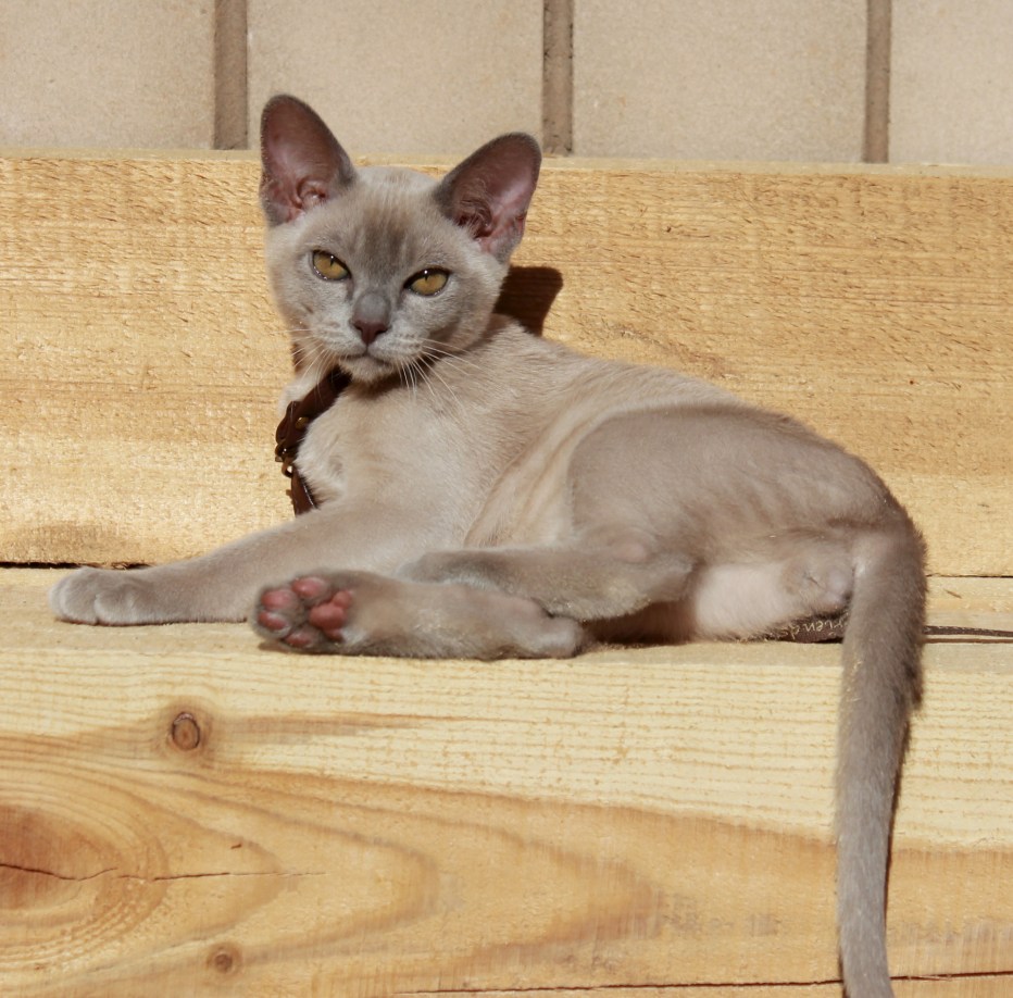 Cat in Heat