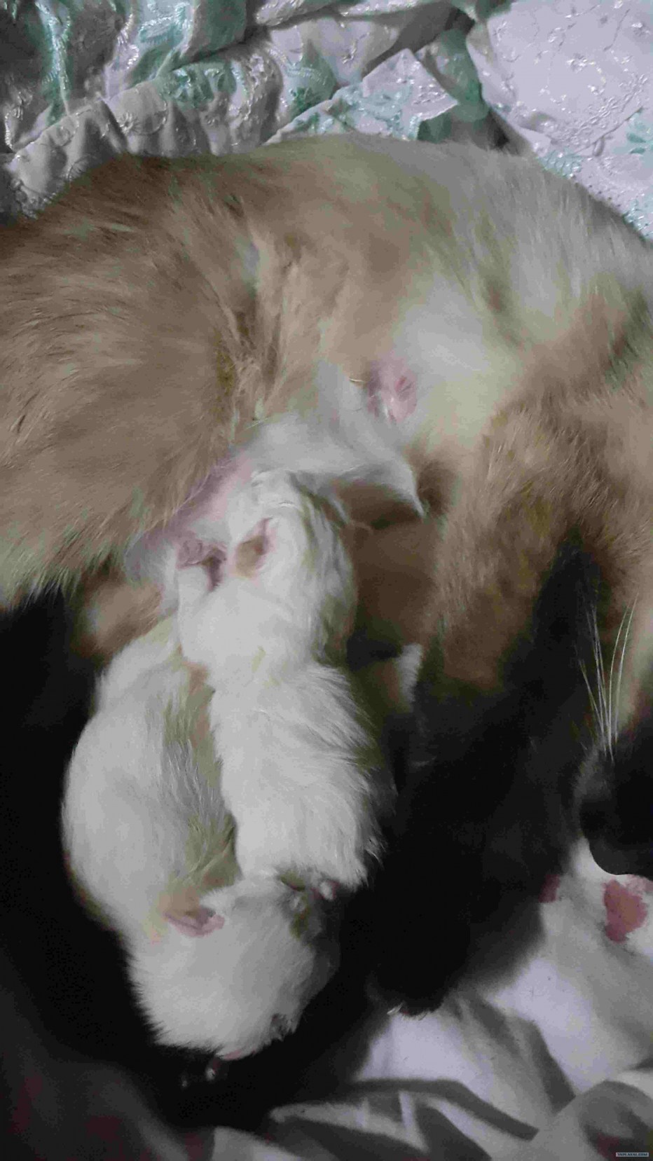 Кошка загуляла
