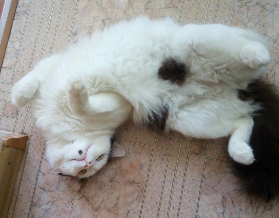Сколько спят кошки
