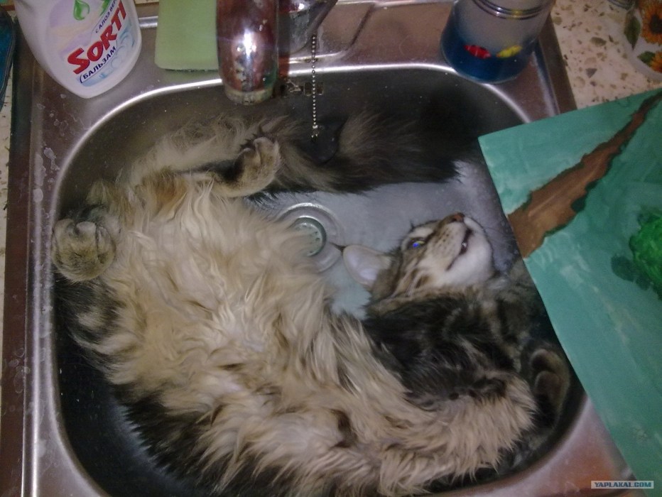Беременная кошка