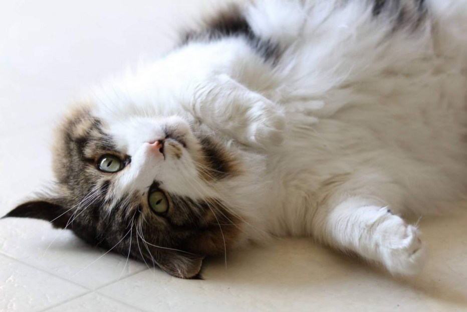 Кошка просит кота