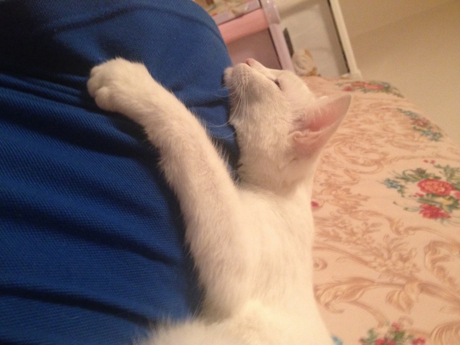 Сиамская кошка Шошана