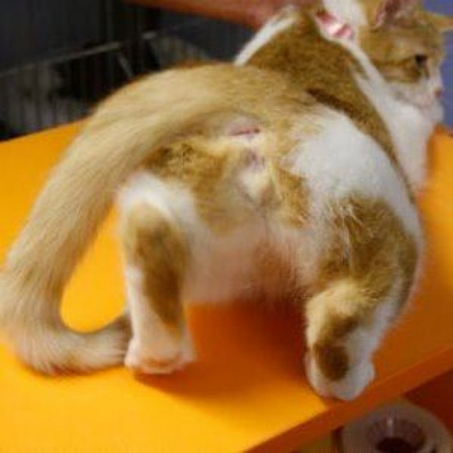 Кошка просит кота