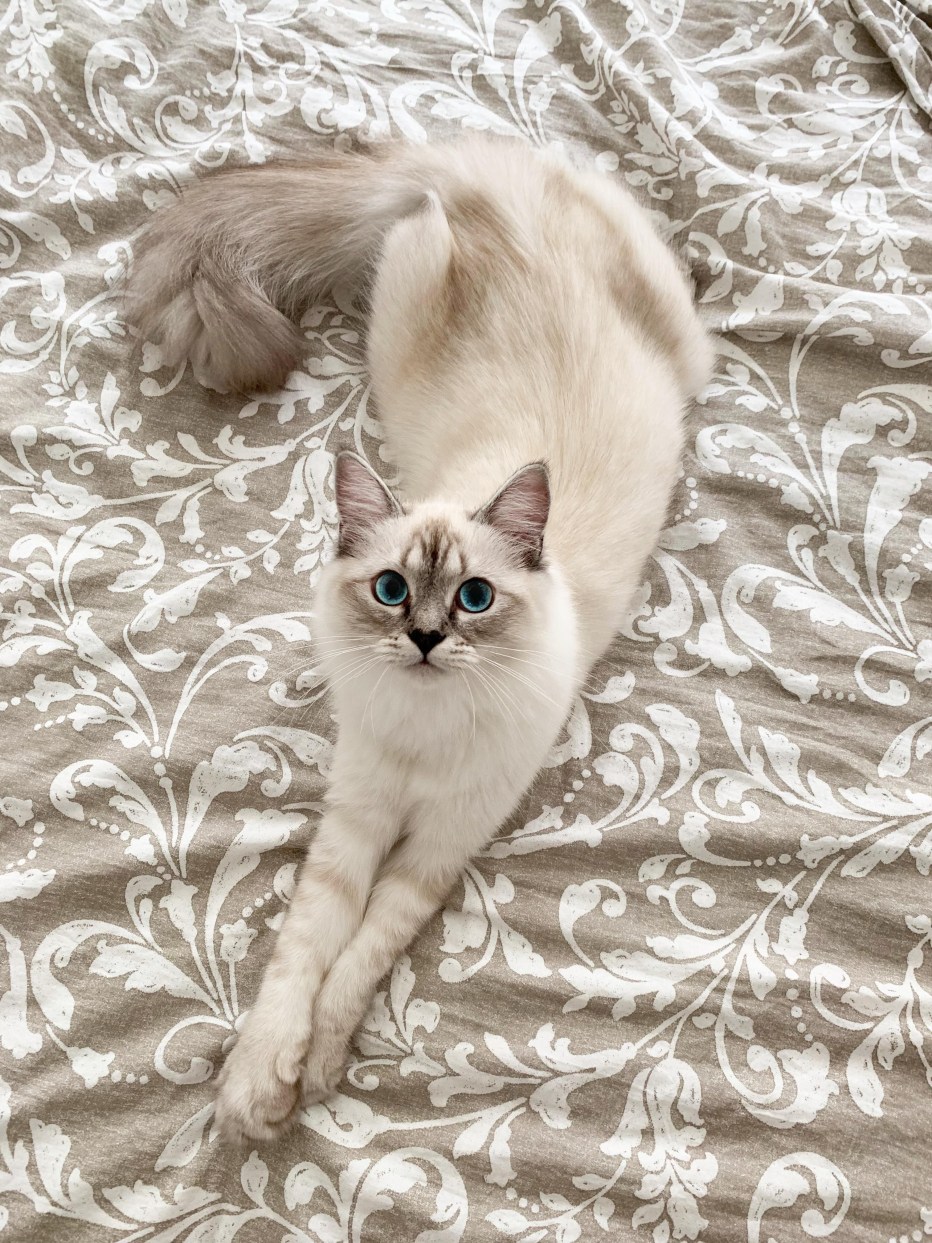 Бежевая кошечка