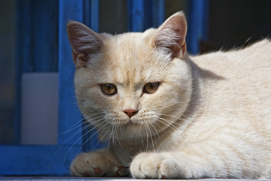 Персиковый британец кот