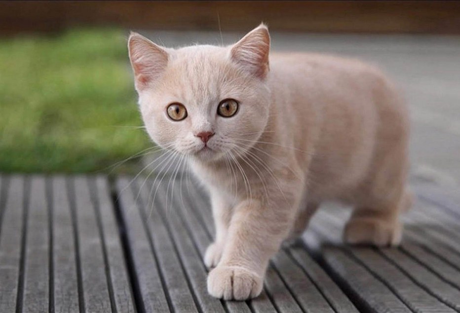 Бежевый котенок