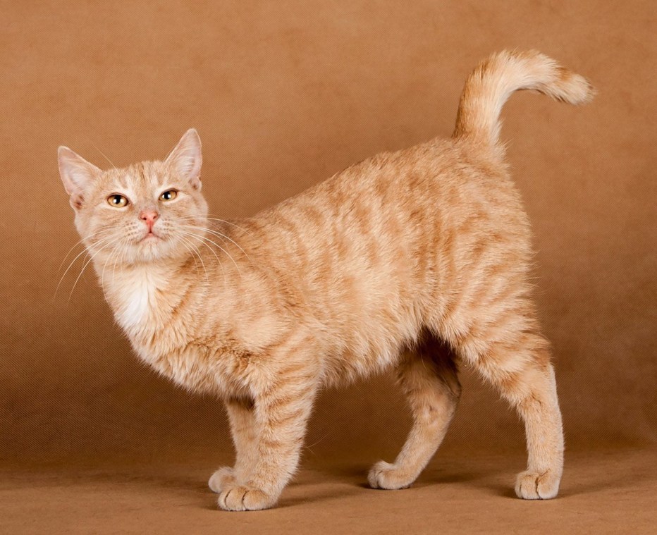 Сибирская гладкошерстная палевая кошка