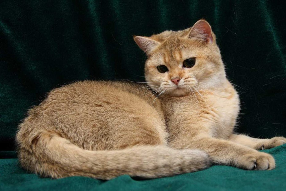 Бежевая кошка взрослая