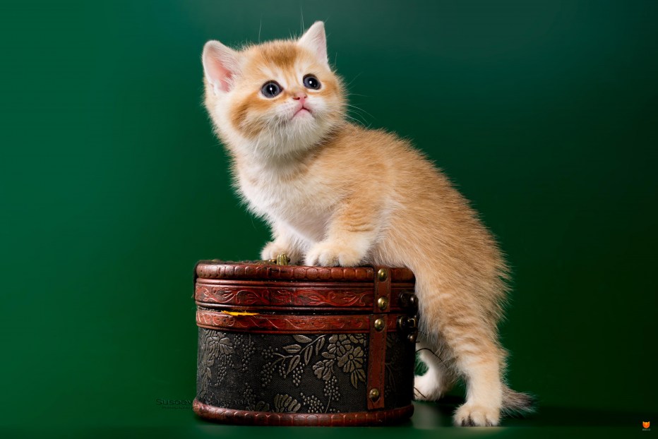 Шотландская кошка прямоухая Золотая