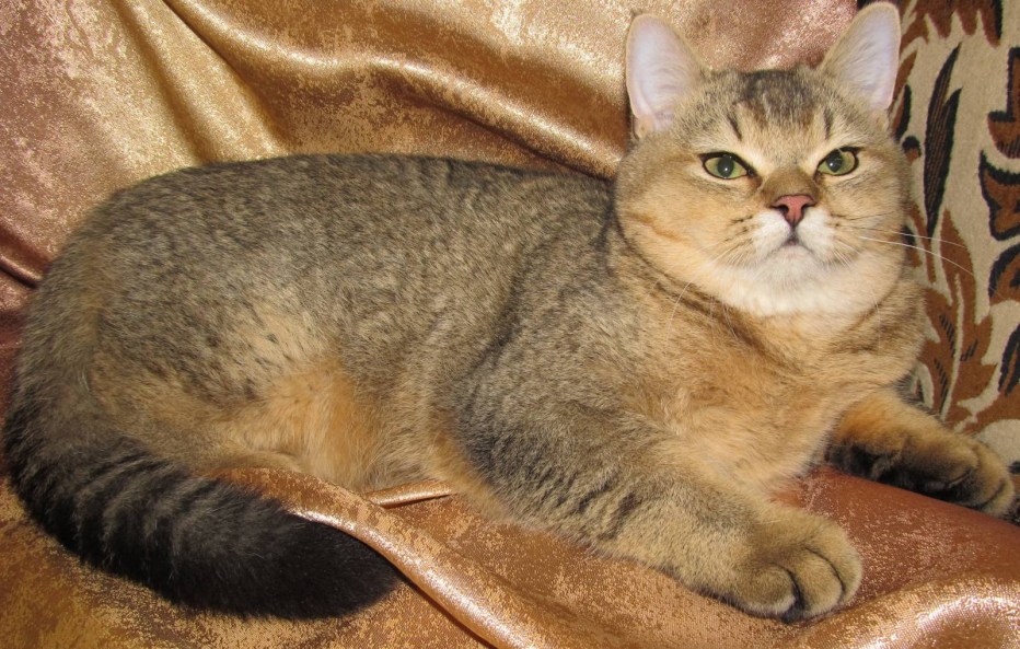 Шотландская вислоухая шиншилла Золотая тикированная