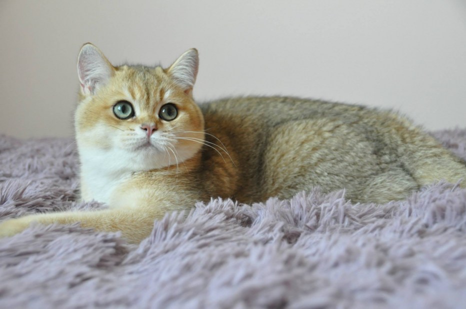 Шотландский страйт Золотая шиншилла