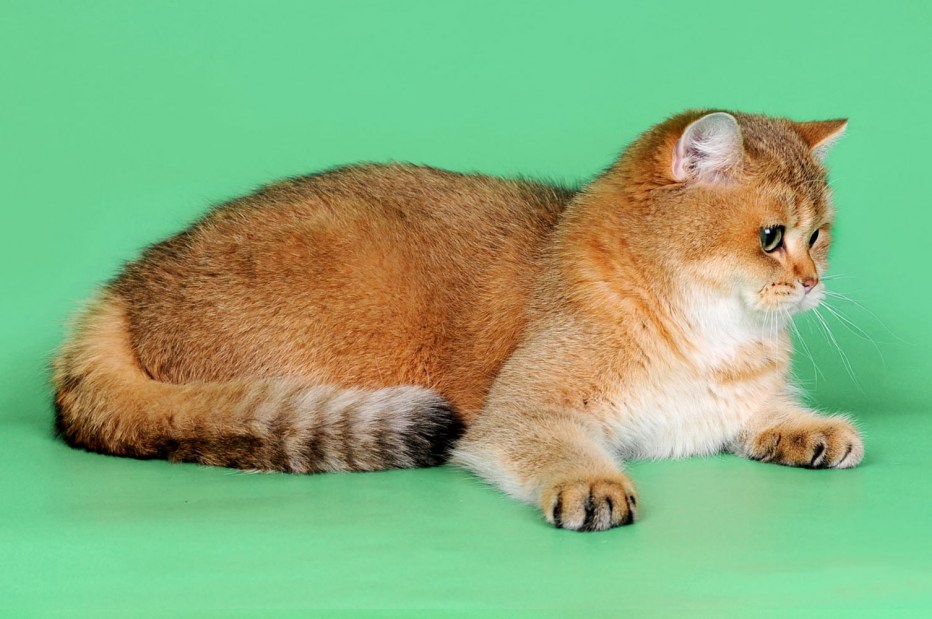 Тикированный окрас котенок