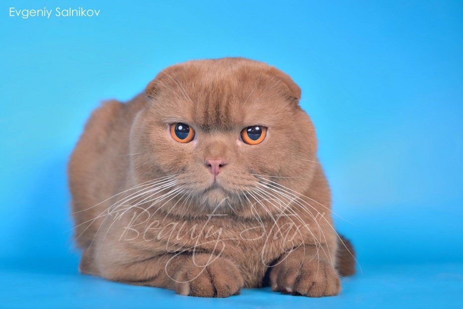Кошка Алиса Шотландская вислоухая