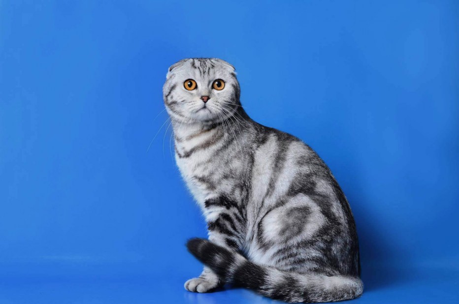 Шотландская вислоухая кошка фолд