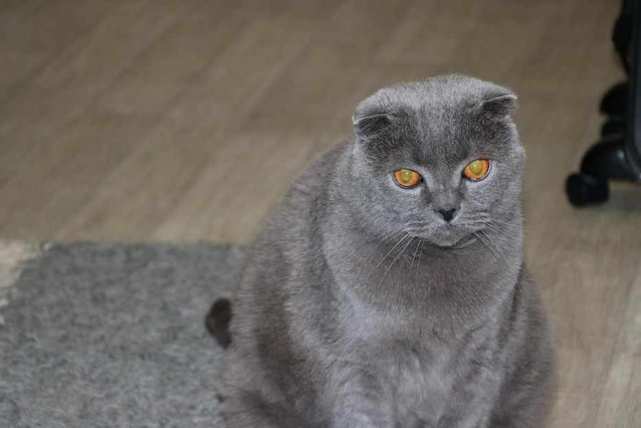 Скоттиш фолд вислоухая голубой дымчатый