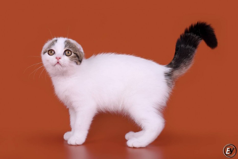 Скоттиш фолд вислоухий белый
