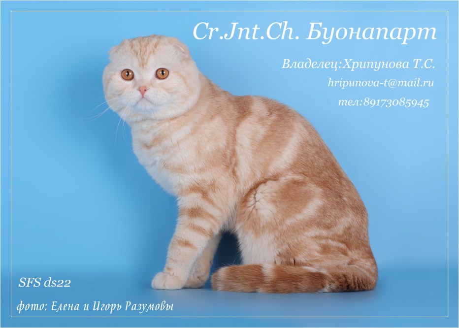 Лиловый шотландский скоттиш фолд