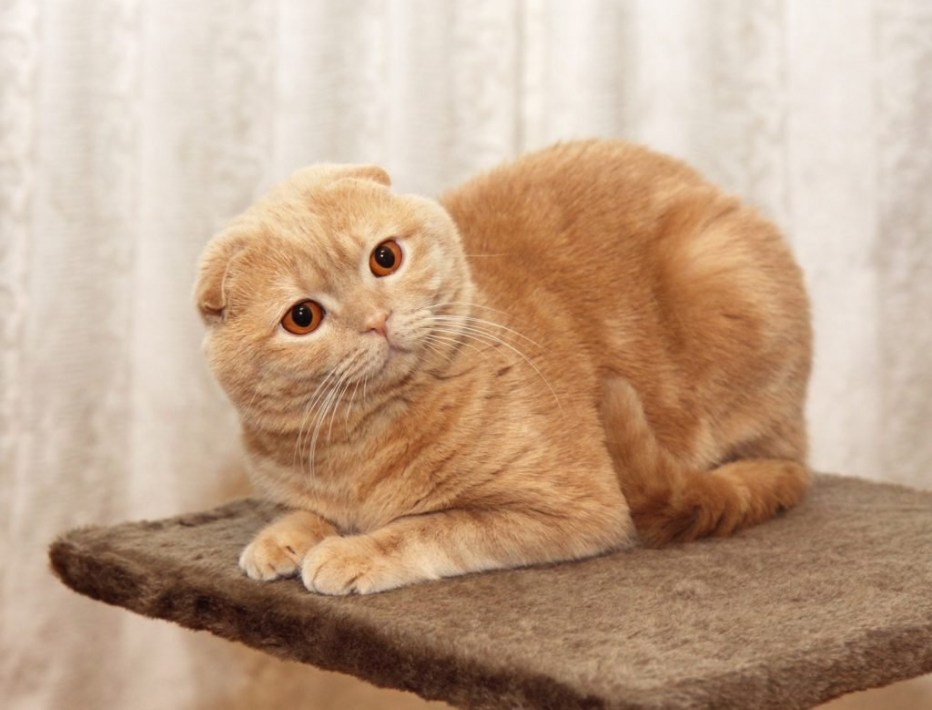 Шотландская вислоухая кошка лиловая