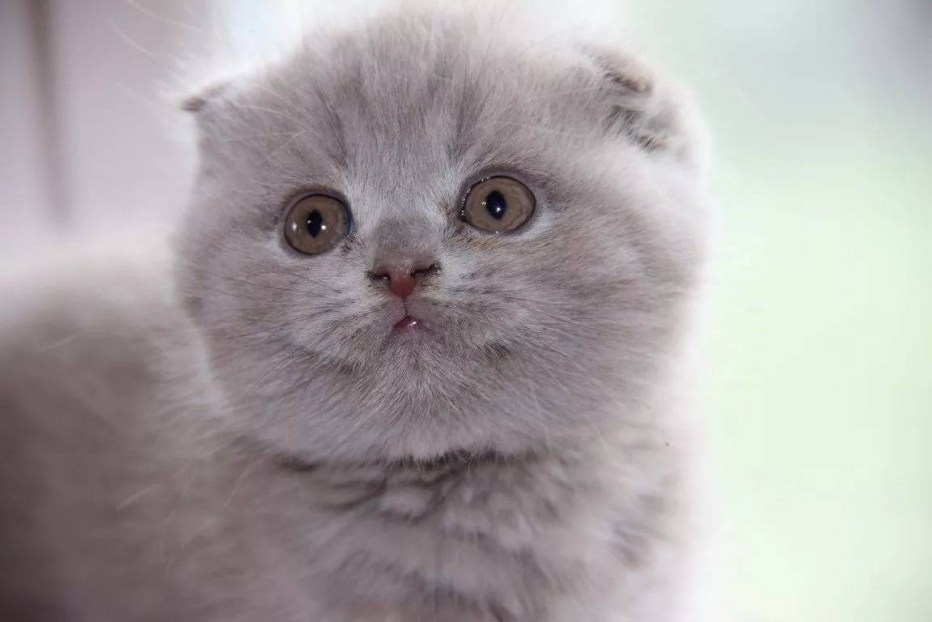 Шотландская вислоухая кошка фолд