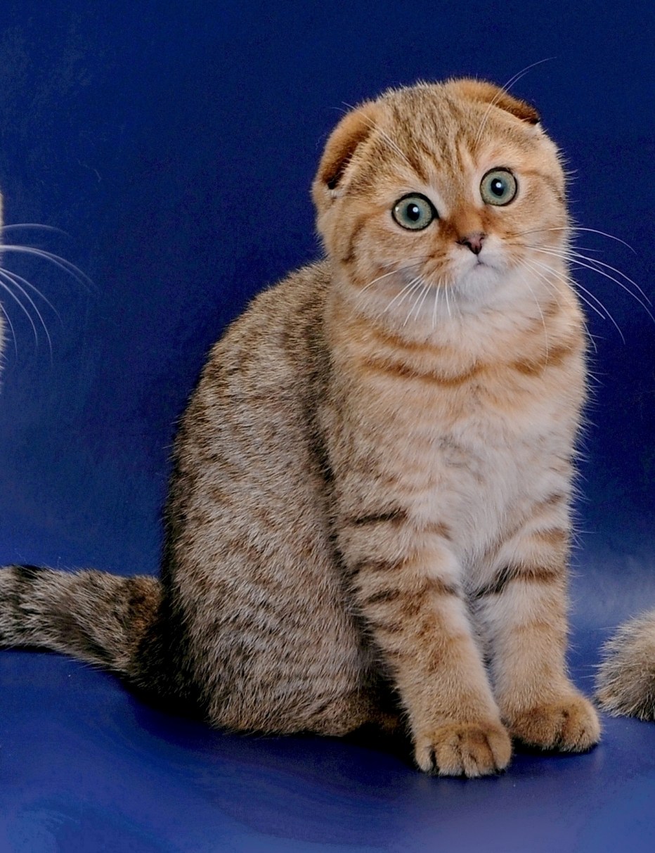 Шотландская вислоухая кошка