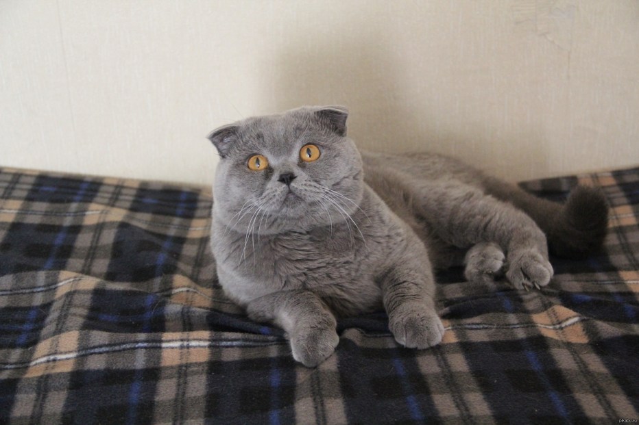 Шотландская вислоухая кошка шоколадная