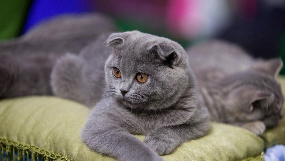 Шотландский кот с цветами