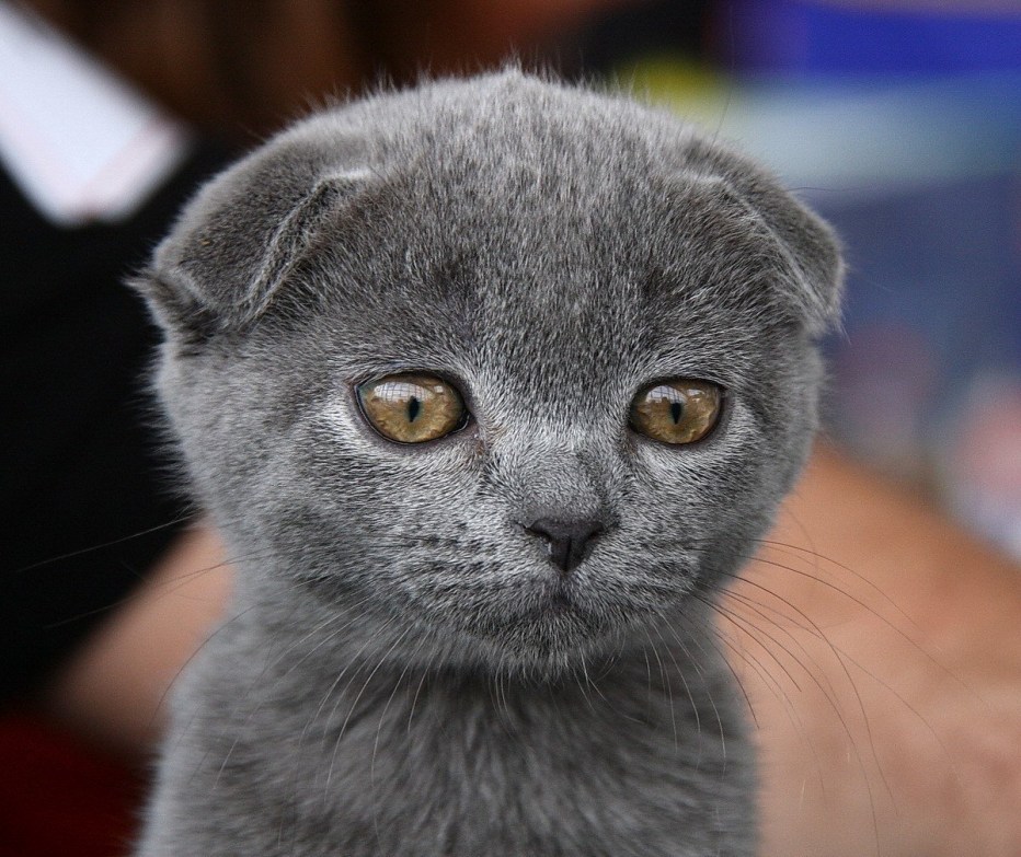 Скоттиш фолд Браун табби