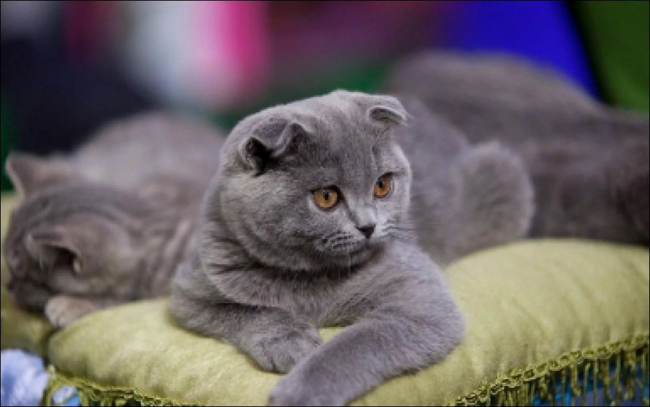 Шотландские коты скоттиш фолд