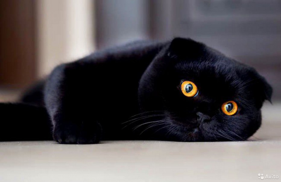 Корниш фолд