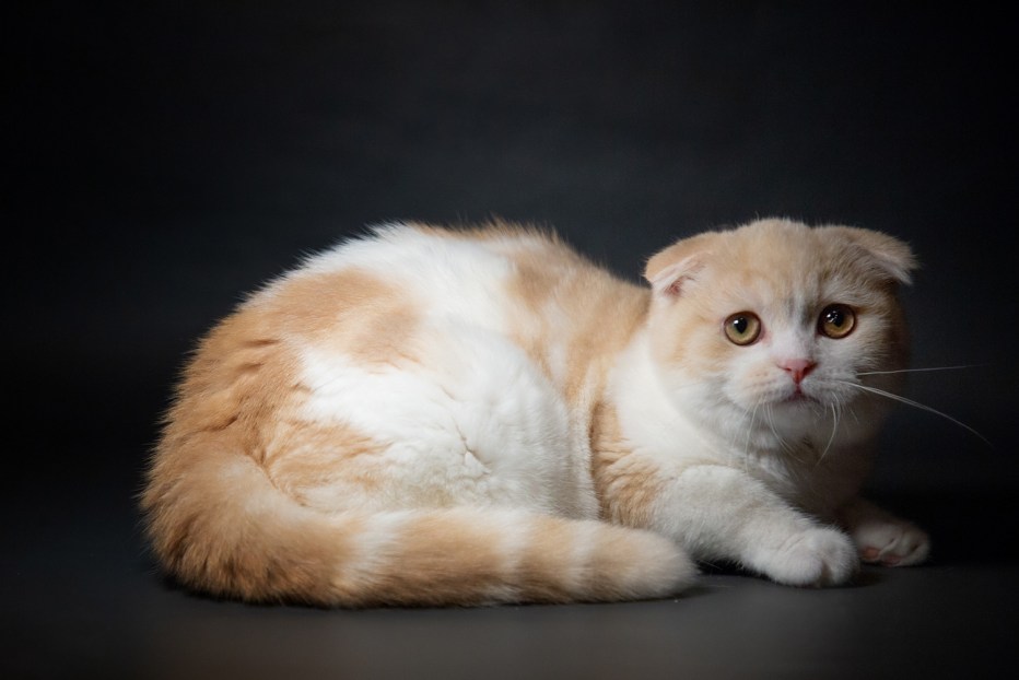 Шотландская вислоухая кошка белая