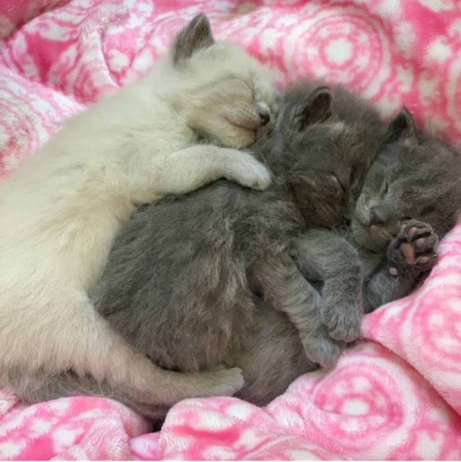 Новорождённые котята британцы