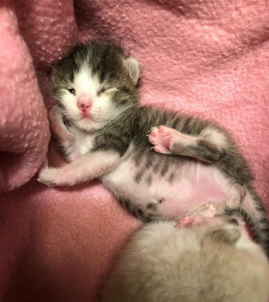 Новорожденные котята
