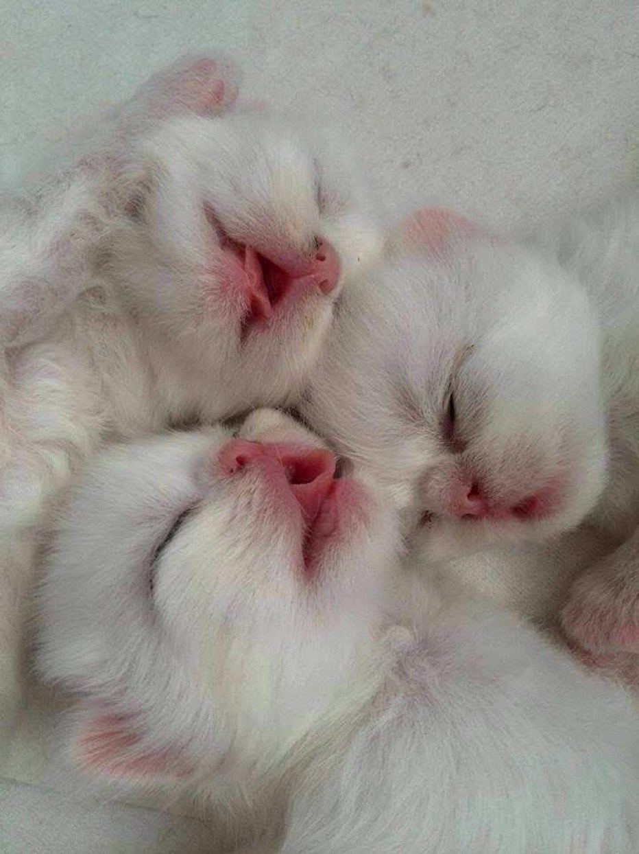 Новорожденный котенок