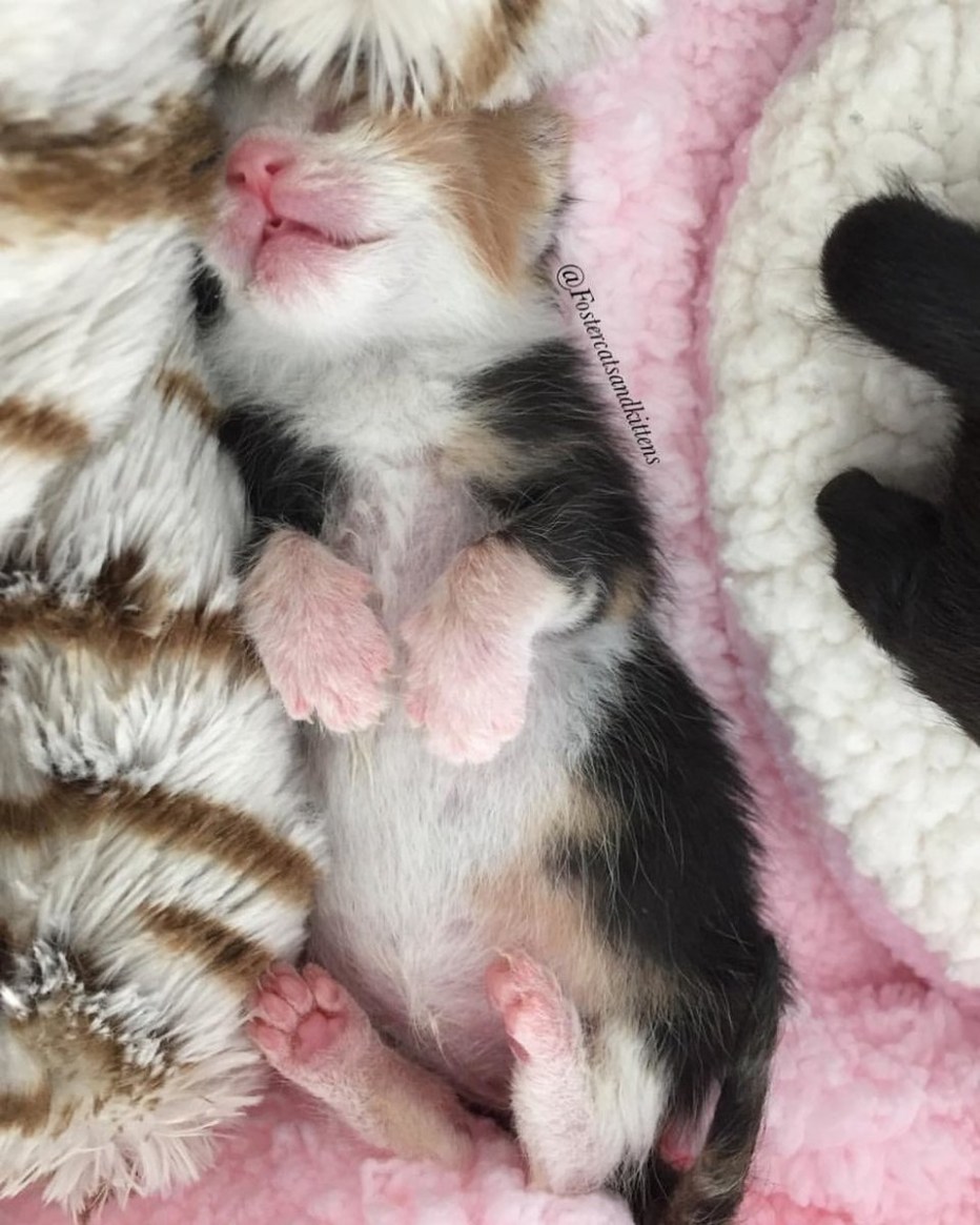 Новорожденные котята персы
