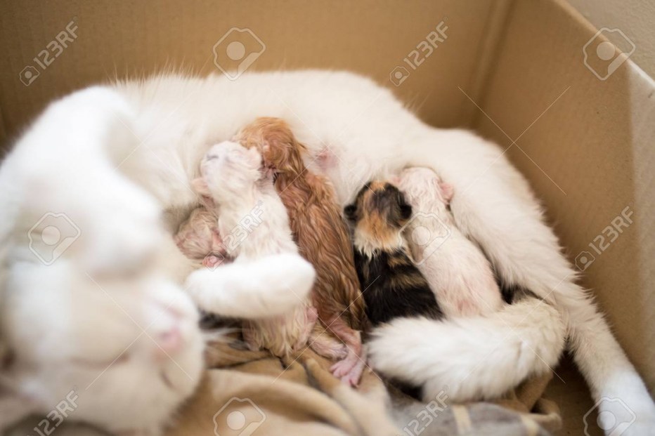 Новорожденные котята рыжие