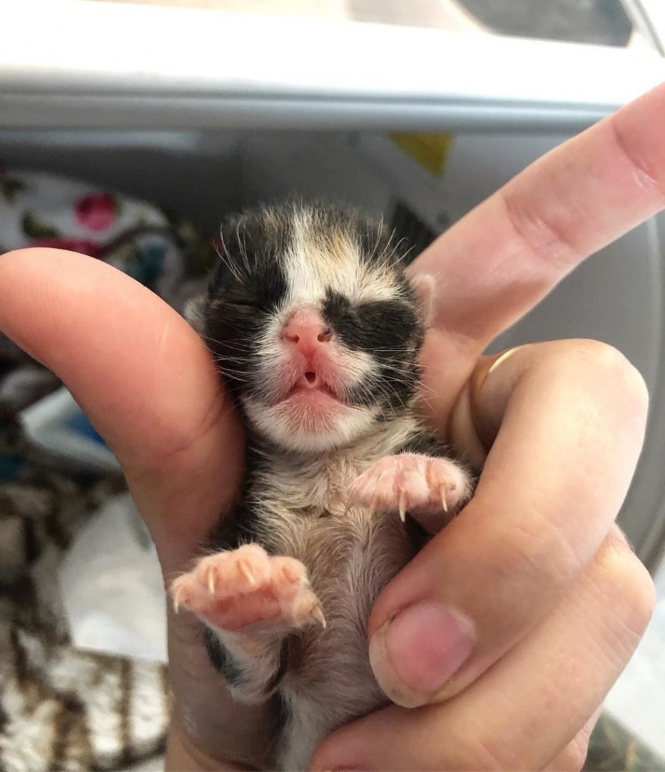Младенец и котенок