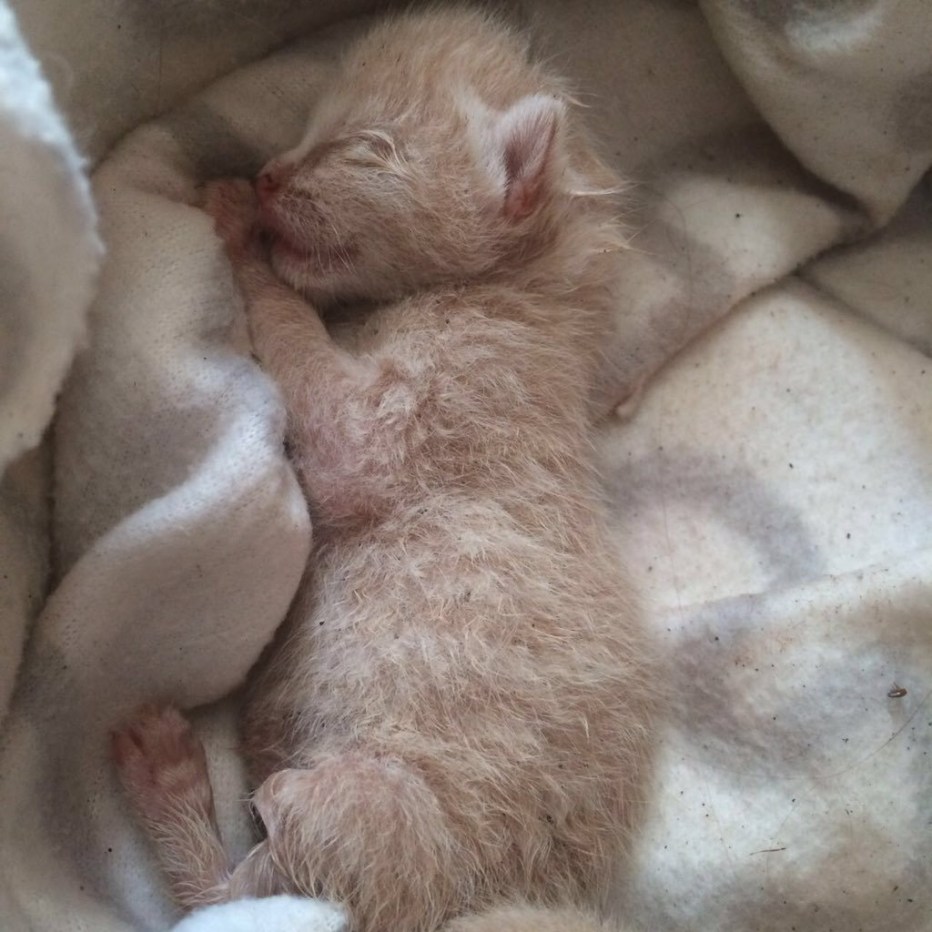 Кошка с новорожденными котятами