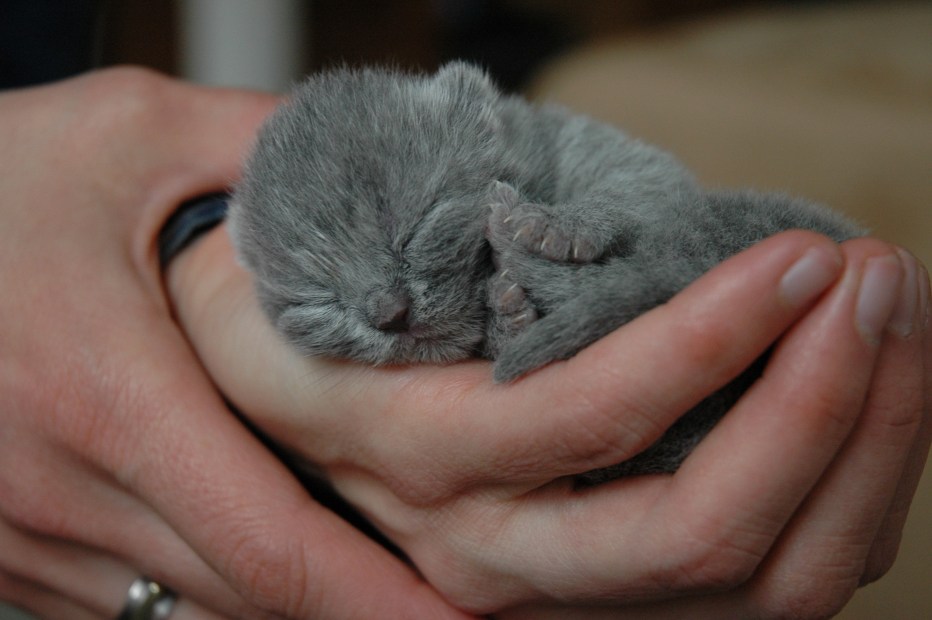 Новорожденные котята