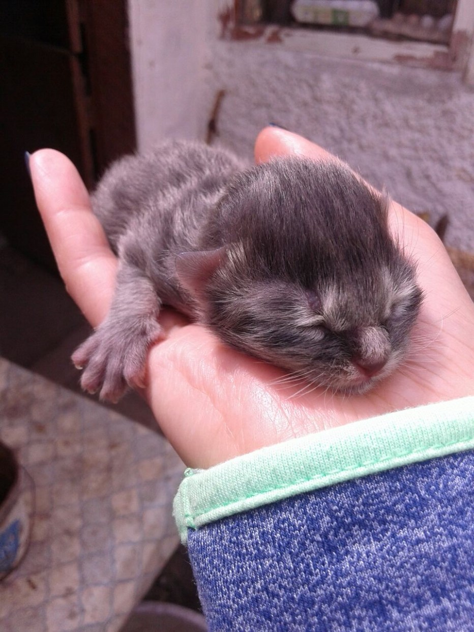 Новорожденных котят